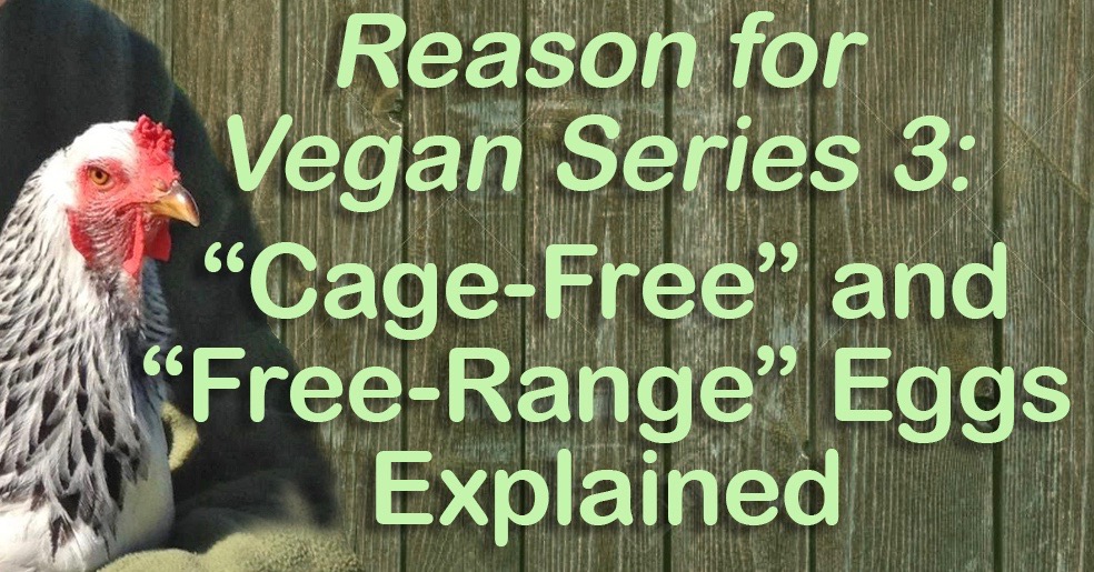 Cage-Free and Free-Range Eggs Explained
