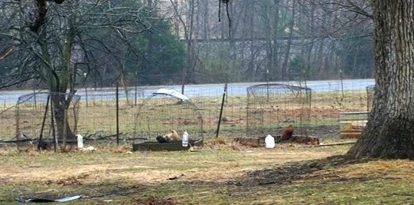 Roosters in cages unprotected from the elements and freezing.
