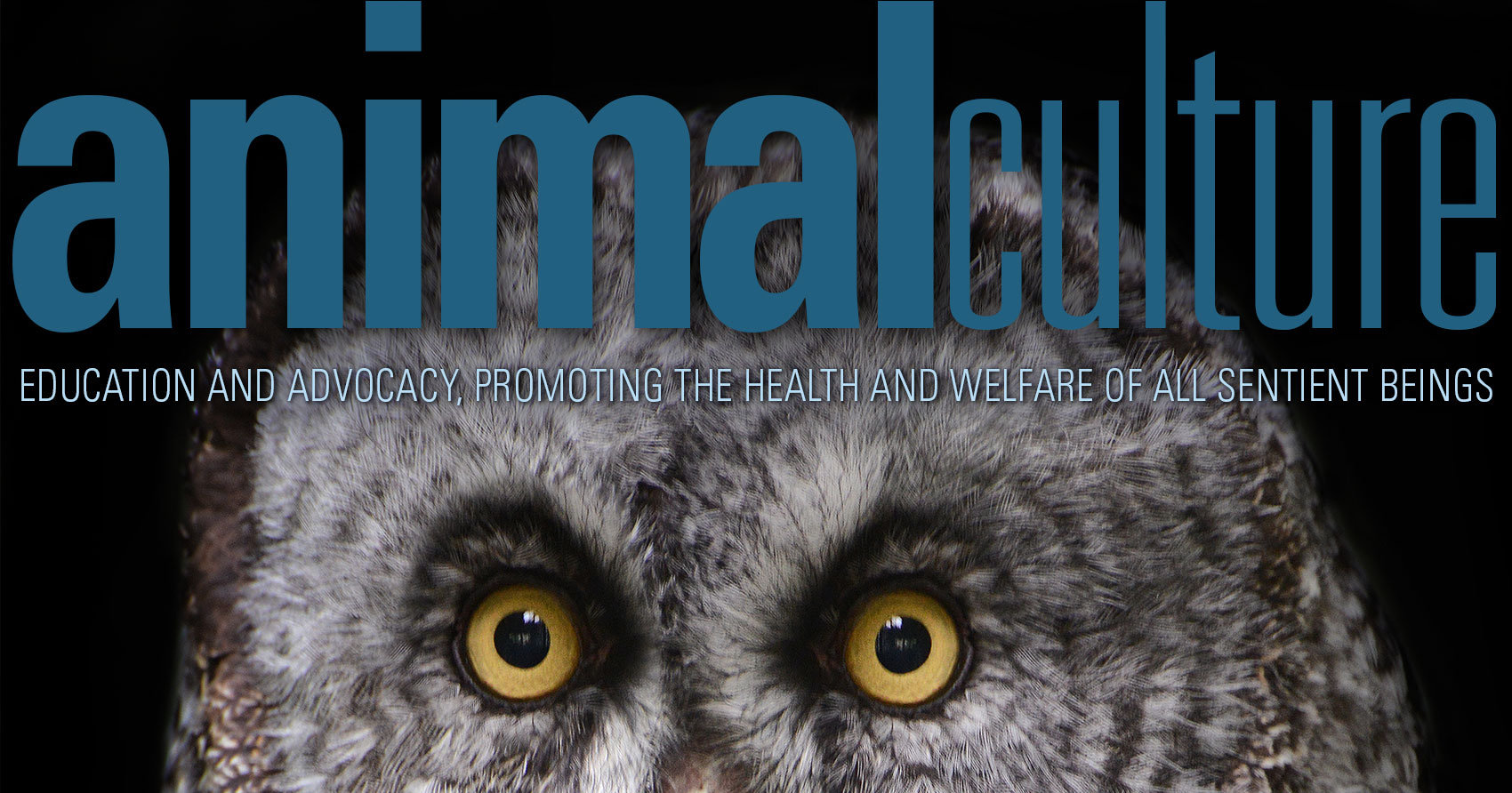 Owl on the cover of Animal Culture Magazine