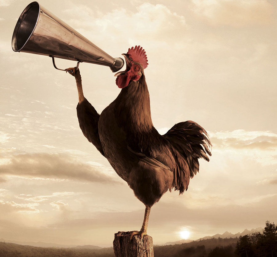 Rooster crowing with megaphone