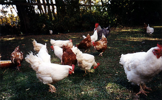 [Chickens Happy Together