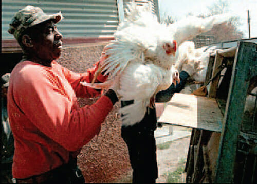 May All Birds Know Love