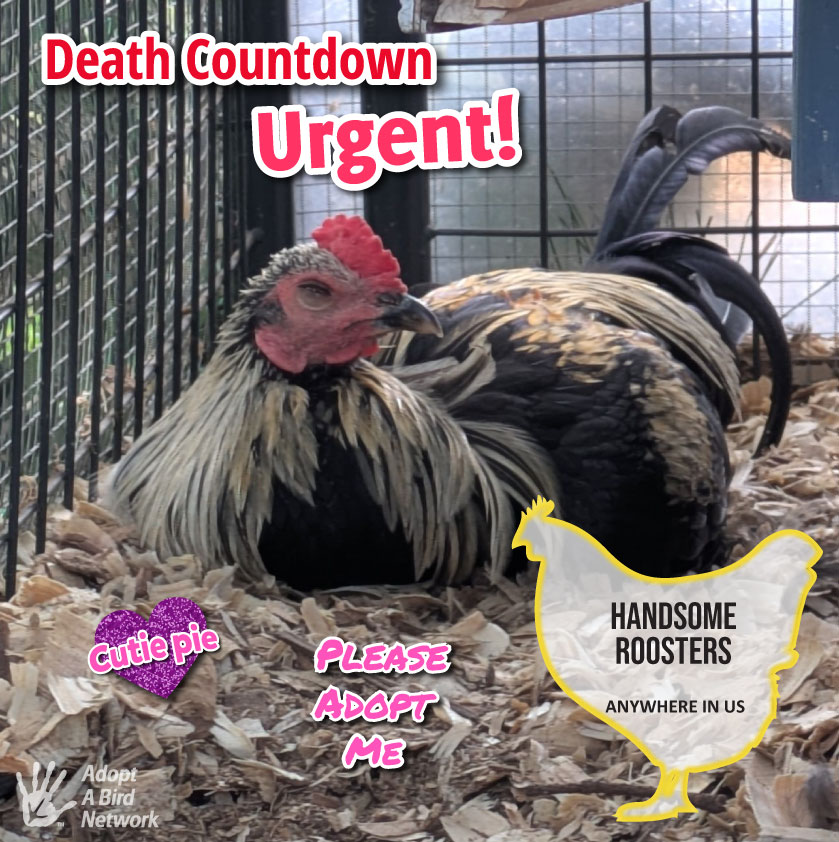rescued chicken in a cage