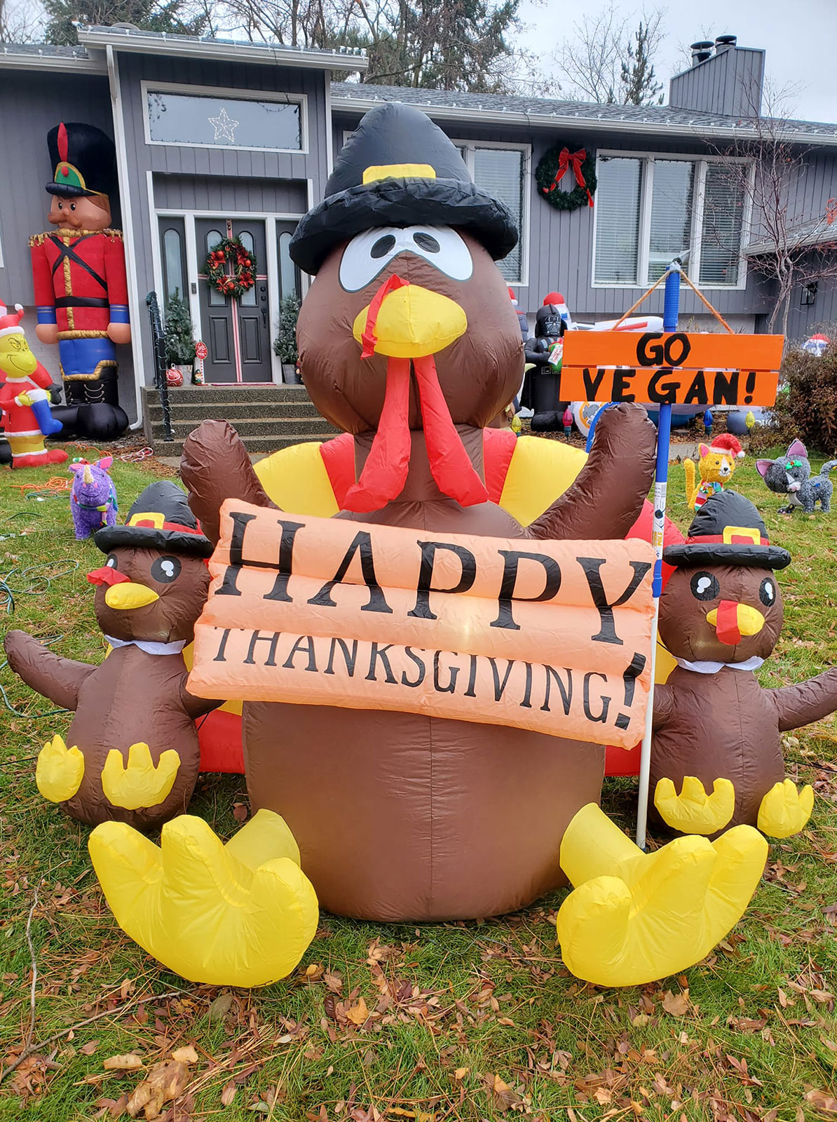 Inflatable turkey with chicks on lawn holding Happy Thanksgiving plus Go Vegan sign