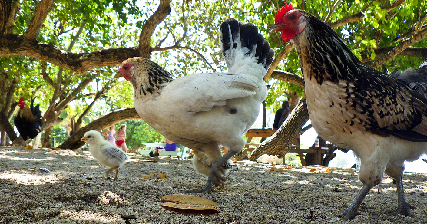 Chickens are Courageous Birds. They are NOT Cowards, or a Trope for