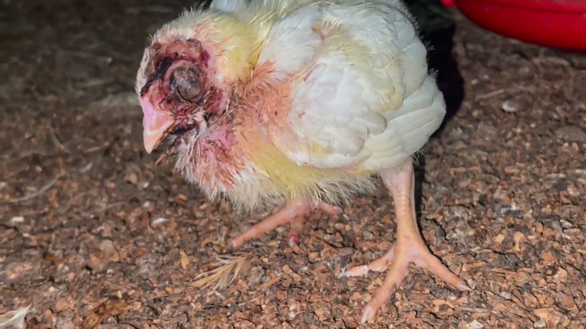 chick with bloody eye socket