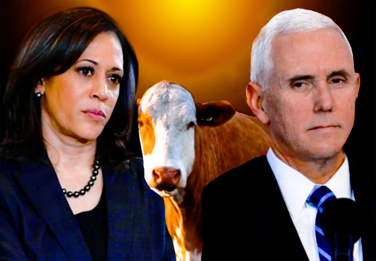 Collage of Senator Kamala Harris, a cow and Vice President Mike Pence