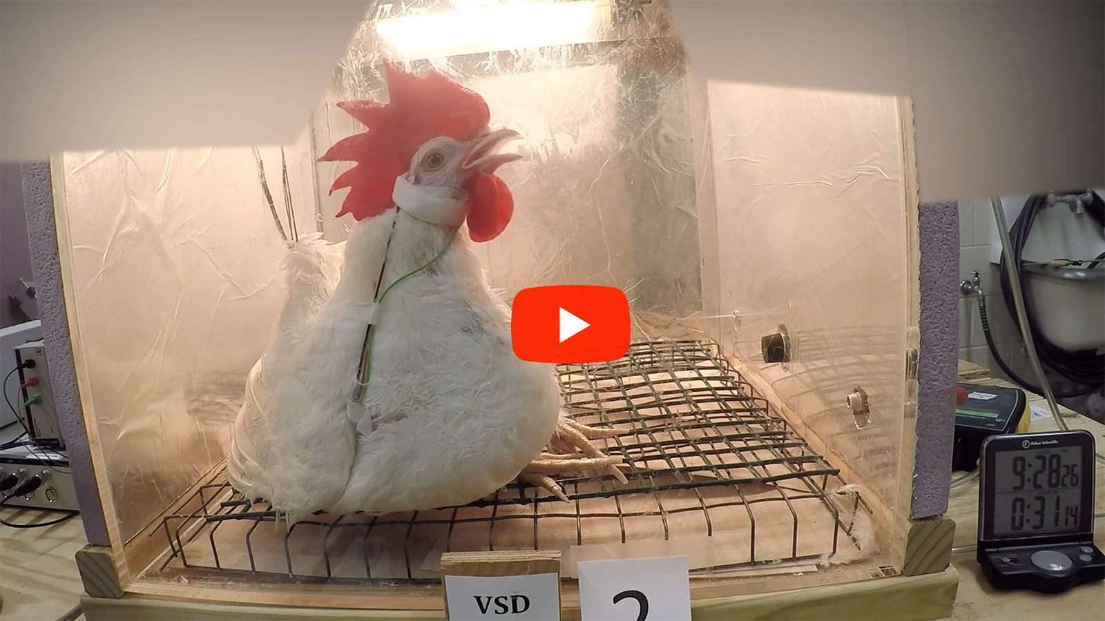 Hen in a lab subjected to deadly heat