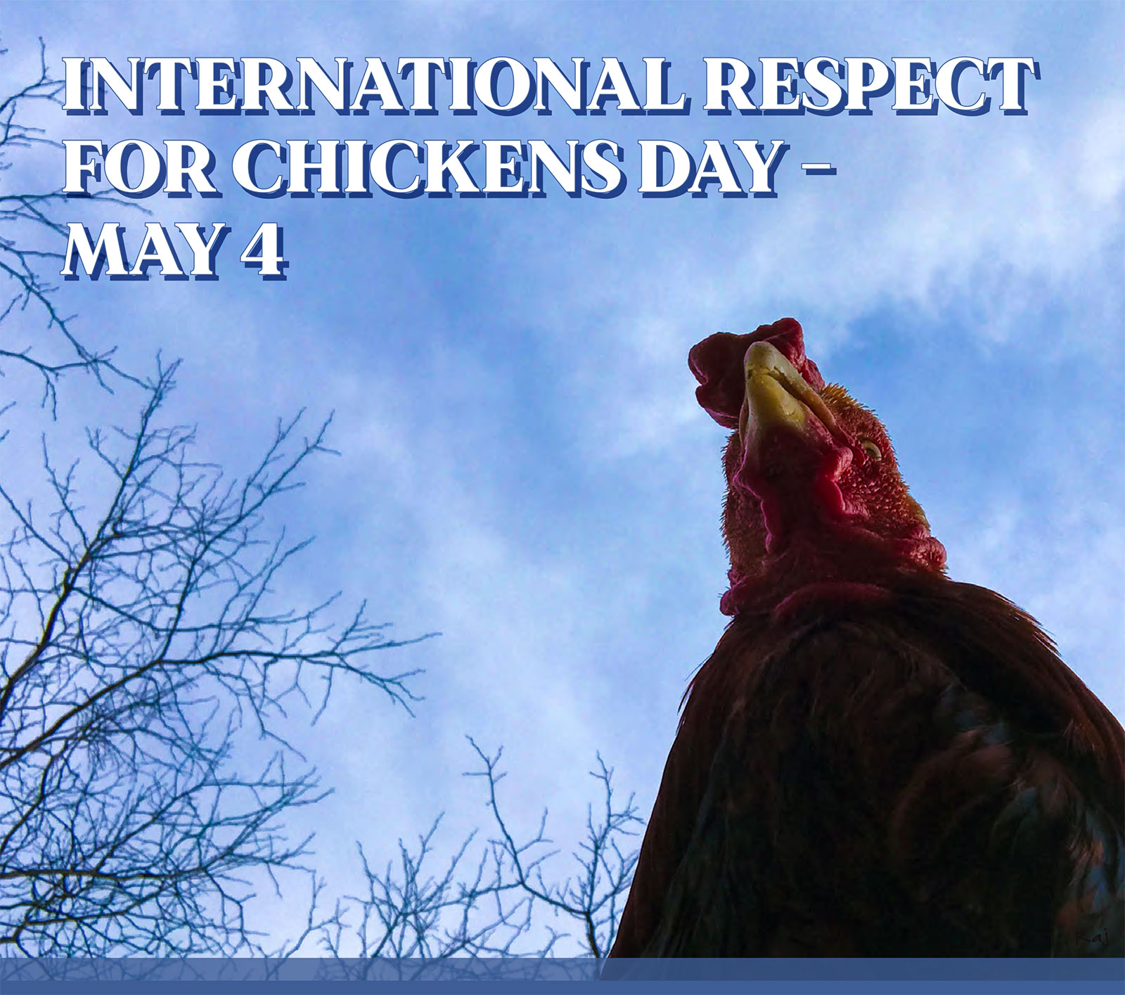 International Respect for Chickens Day - May 4. Photo of Raj the rooster
