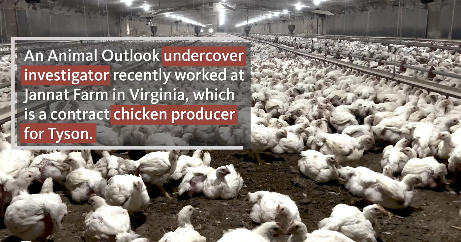 An Animal Outlook undercover investigator recently worked at Jannat Farm in Virginia, 
		which is a contract chicken producer for Tyson
