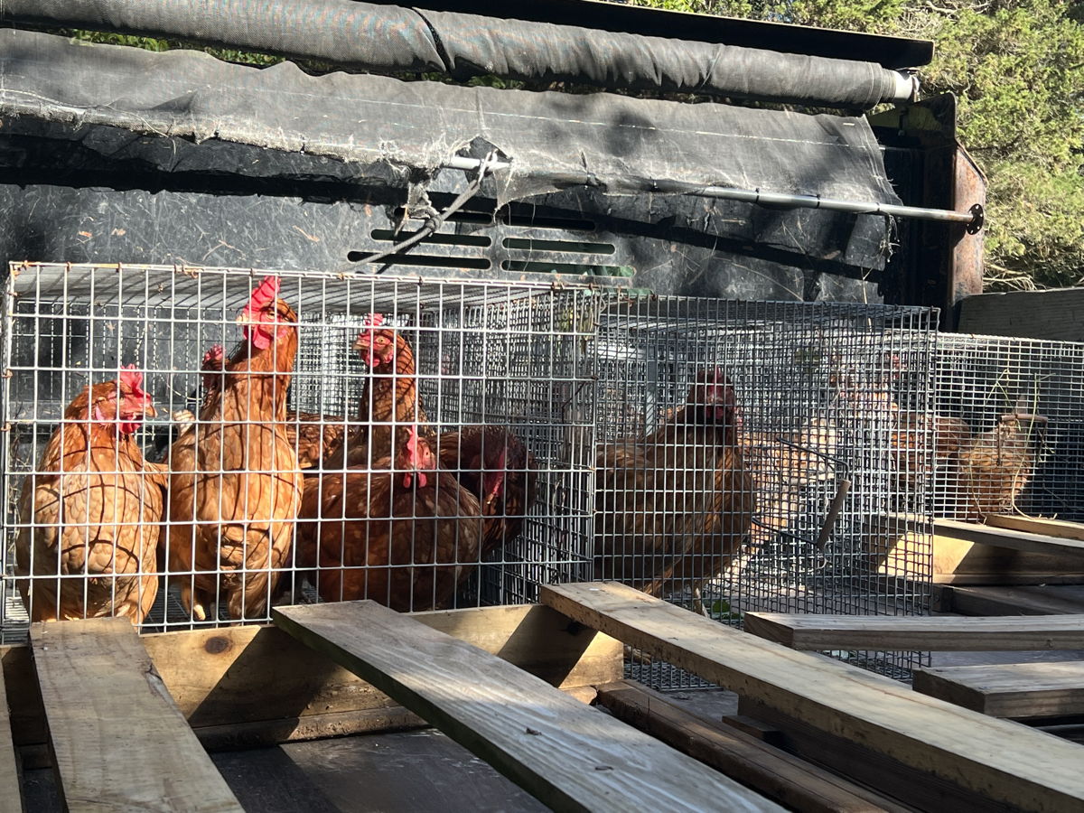 hens arriving on a truck