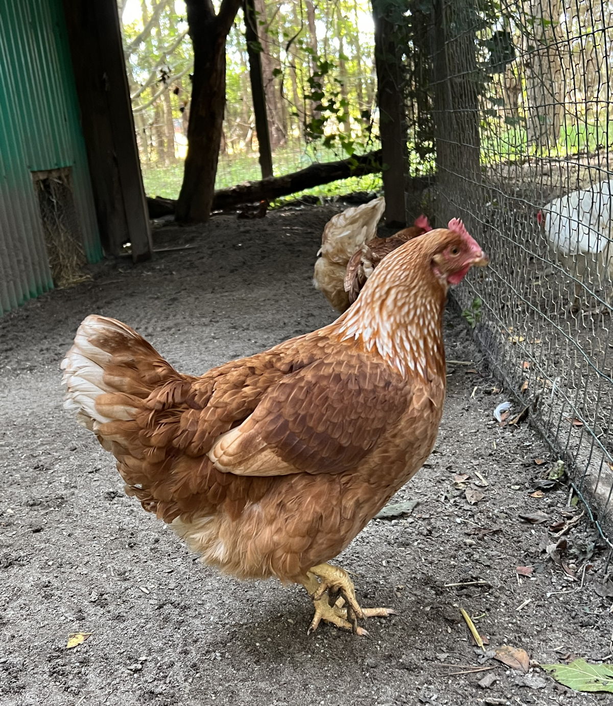 hen looking into the distance