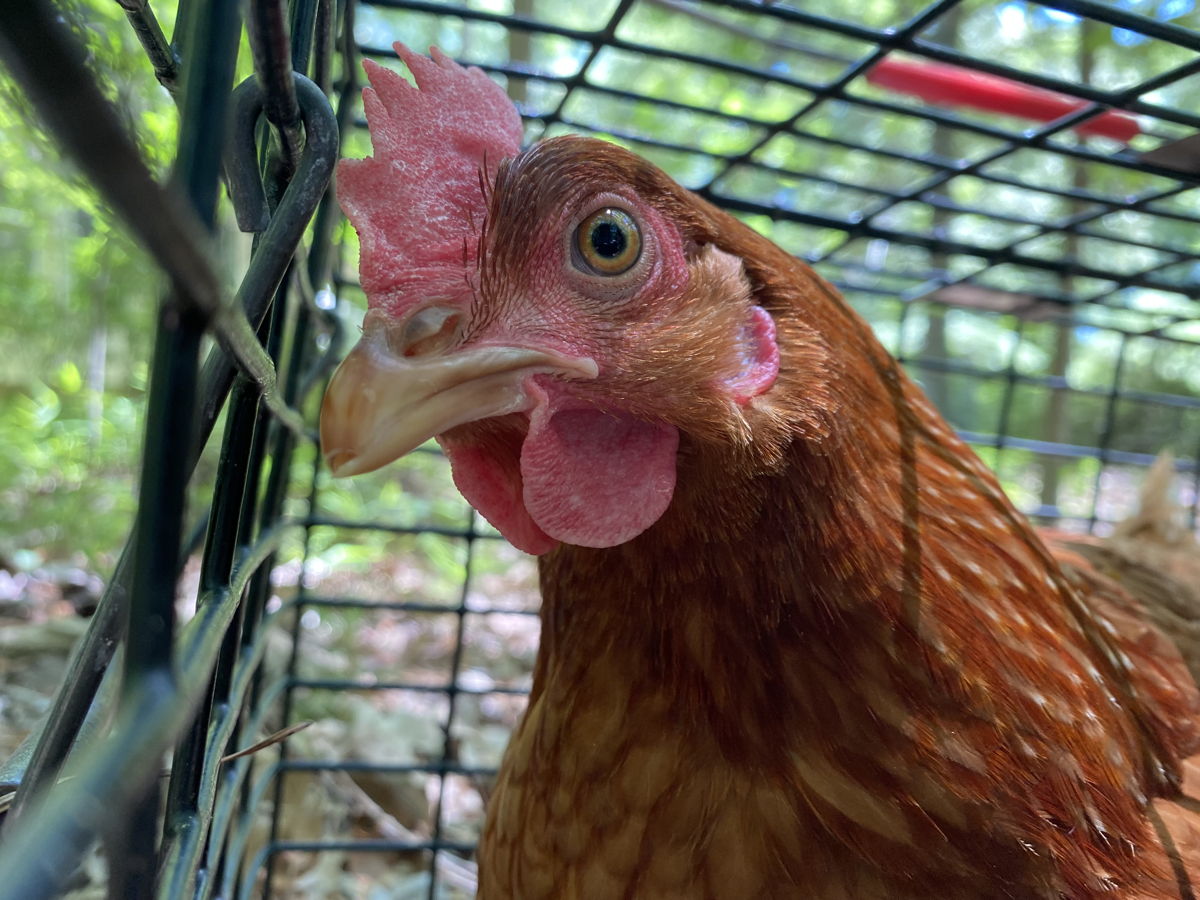 hen looking into the camera