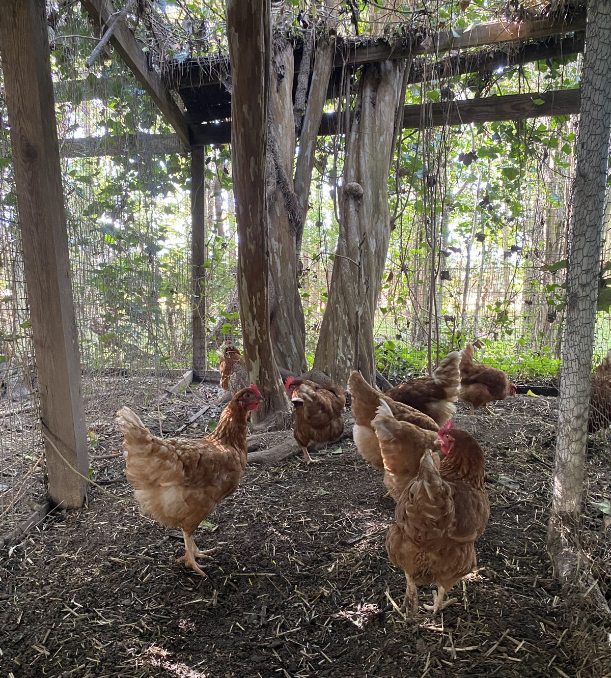 hens exploring their new home