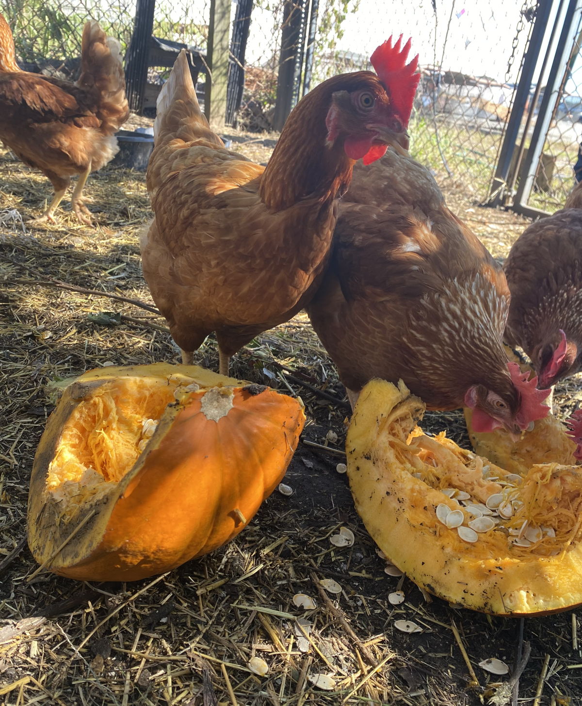 hens eating pumpkins