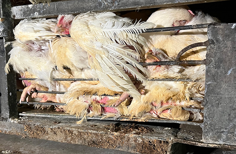 chickens crammed into cage and unable to move