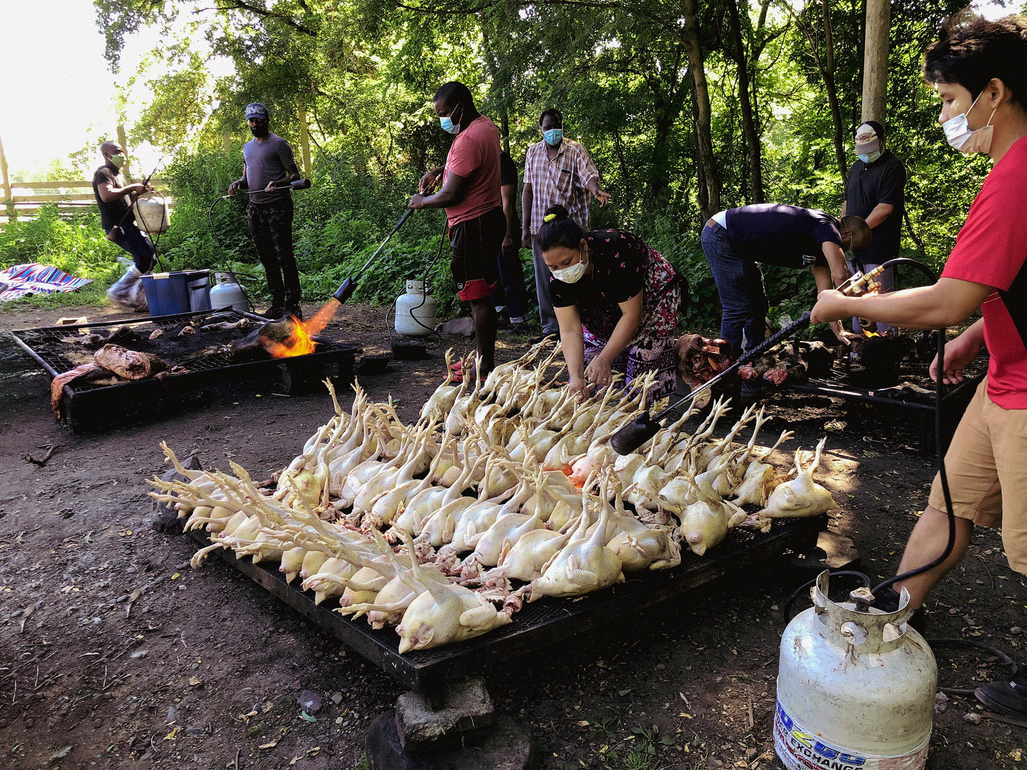 Dead, featherless chickens lying side by side being roasted by people with handheld torches