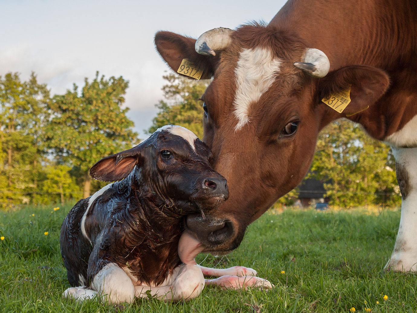 Cow licking her newborn calf
