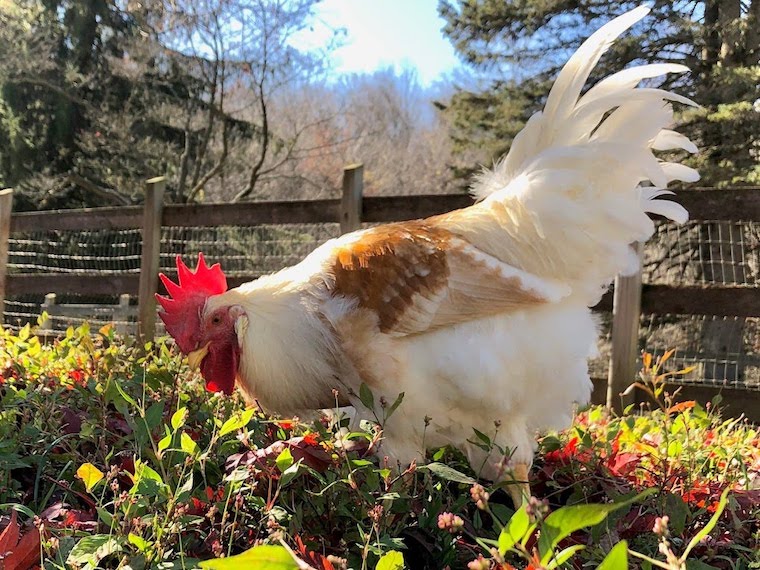 Rooster Jean Riley