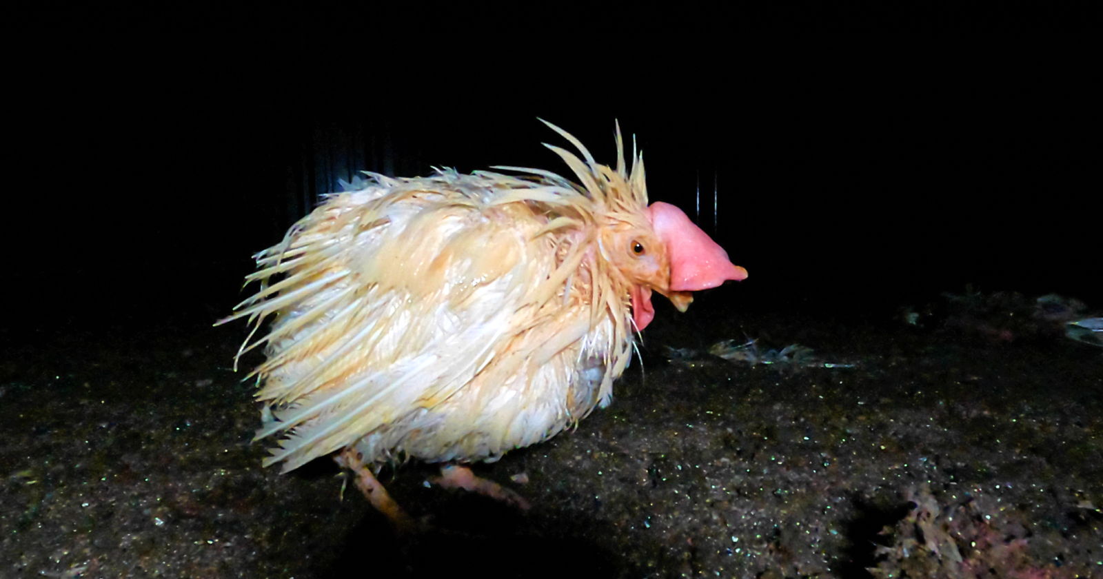Weak hen with missing feathers standing in the darkness