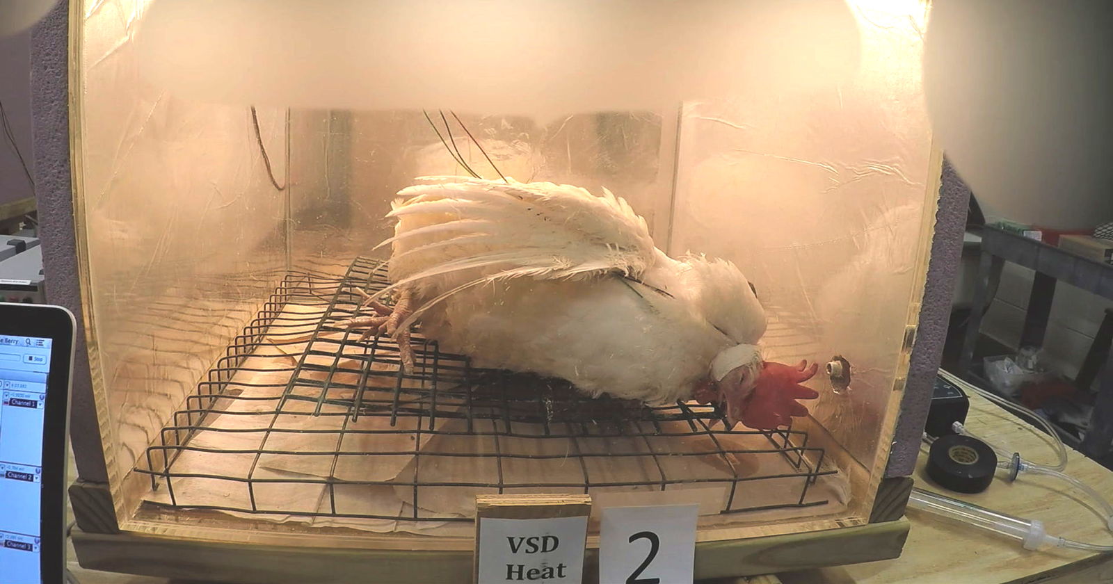 dead hen in cage under heat lamps