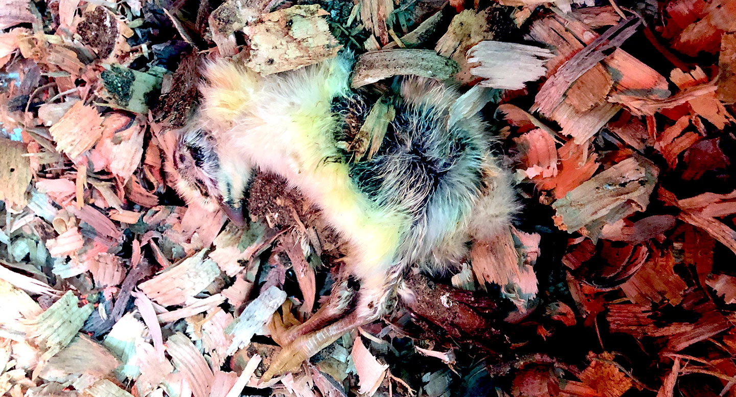 Dead chick laying on wood chips