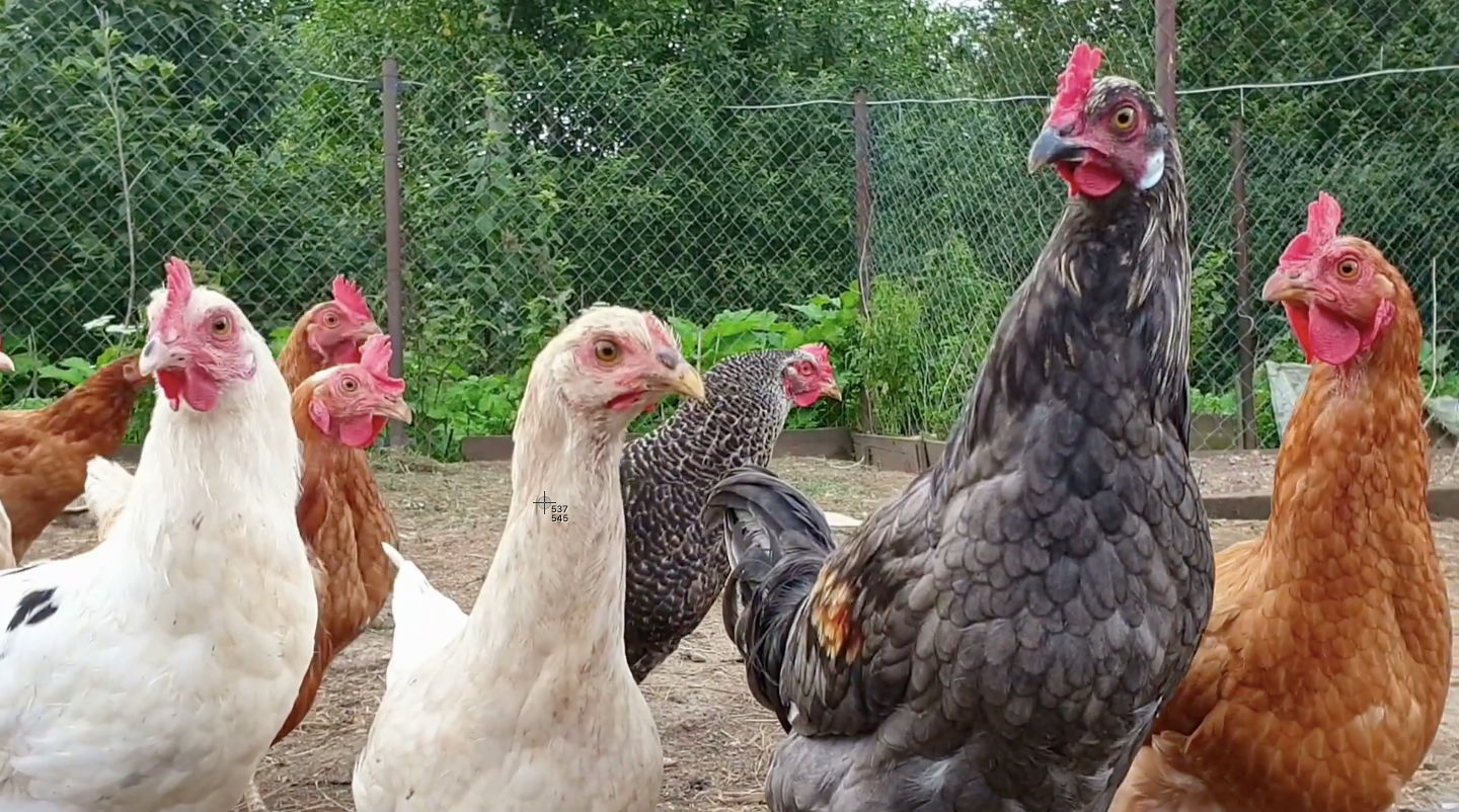 Chickens in a fenced dirt yard looking into the camera