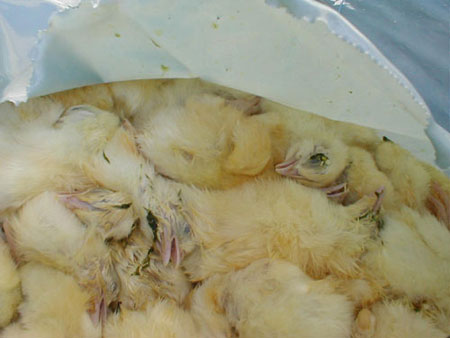 Male chicks in a plastic bag