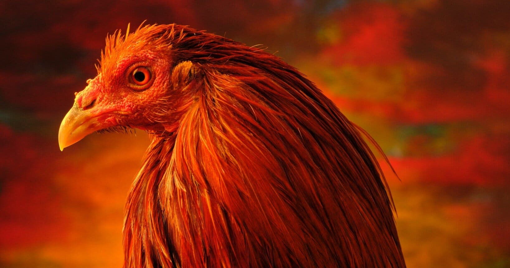 Fighting Rooster Stock Photos Images and Backgrounds for Free Download