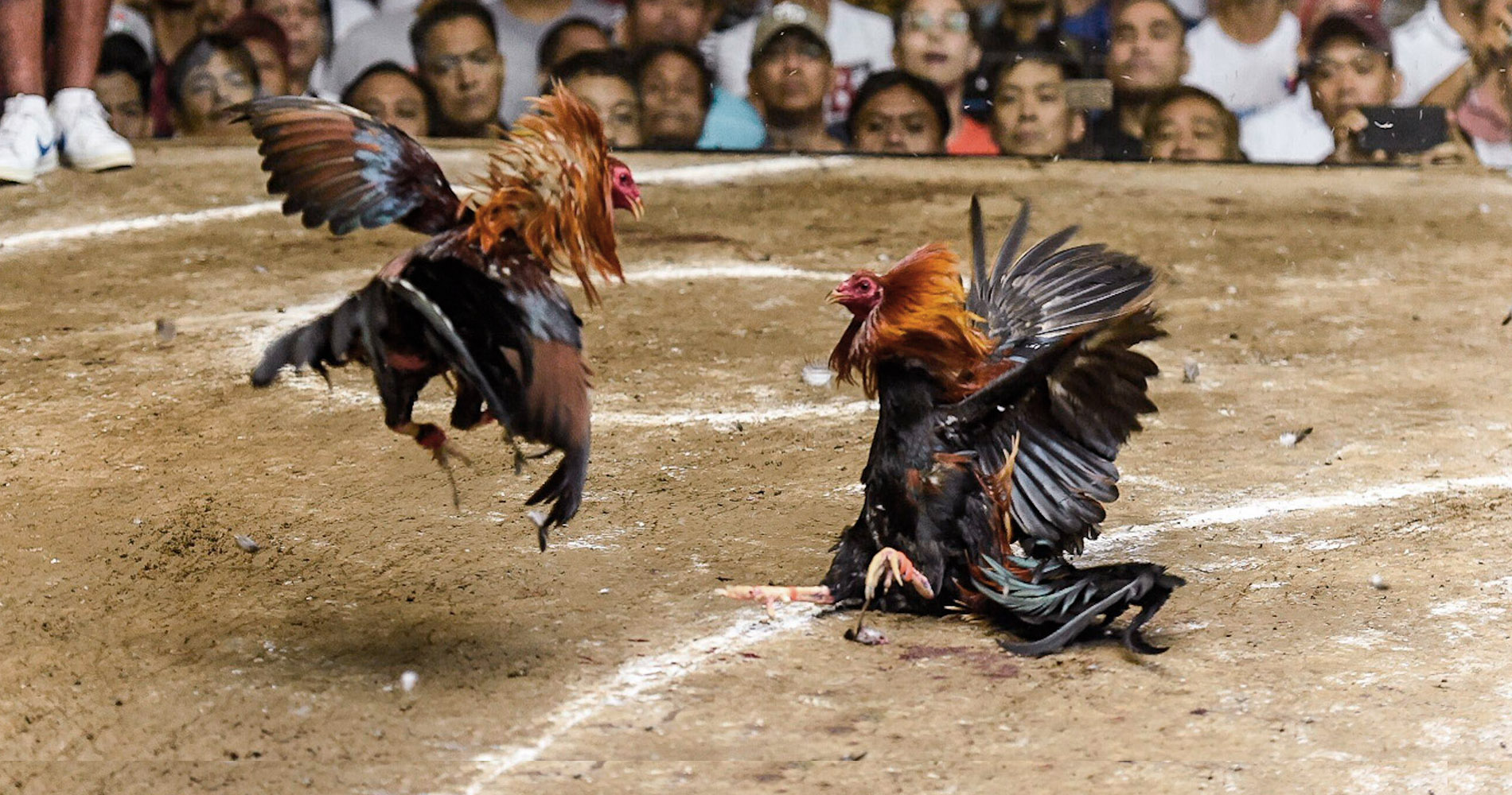 Cocks fighting while crowd watches