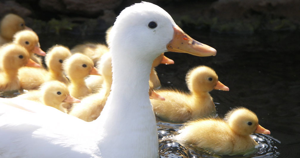 Duck swimming alongside ducklings