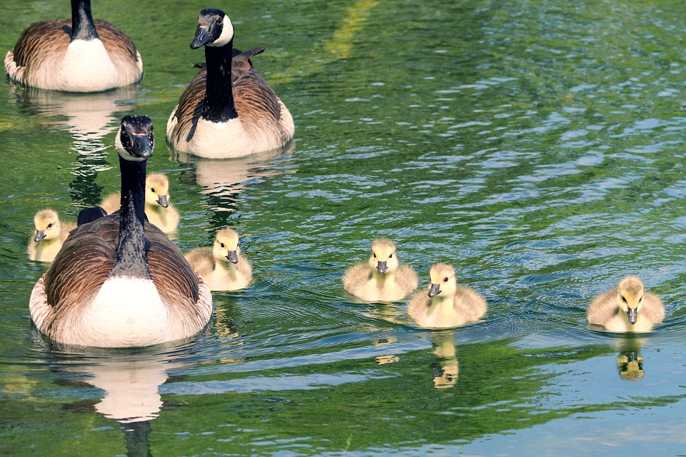 Goose Family, Geese, Canada Geese, Goslings, Chicks