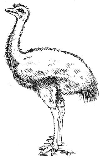 Emu illustration by Jazelle Lieske