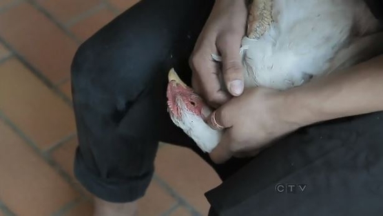 Chicken slaughtered for “art” in school cafeteria: Urge Alberta College of Art & Design to adopt a policy prohibiting cruelty to animals.