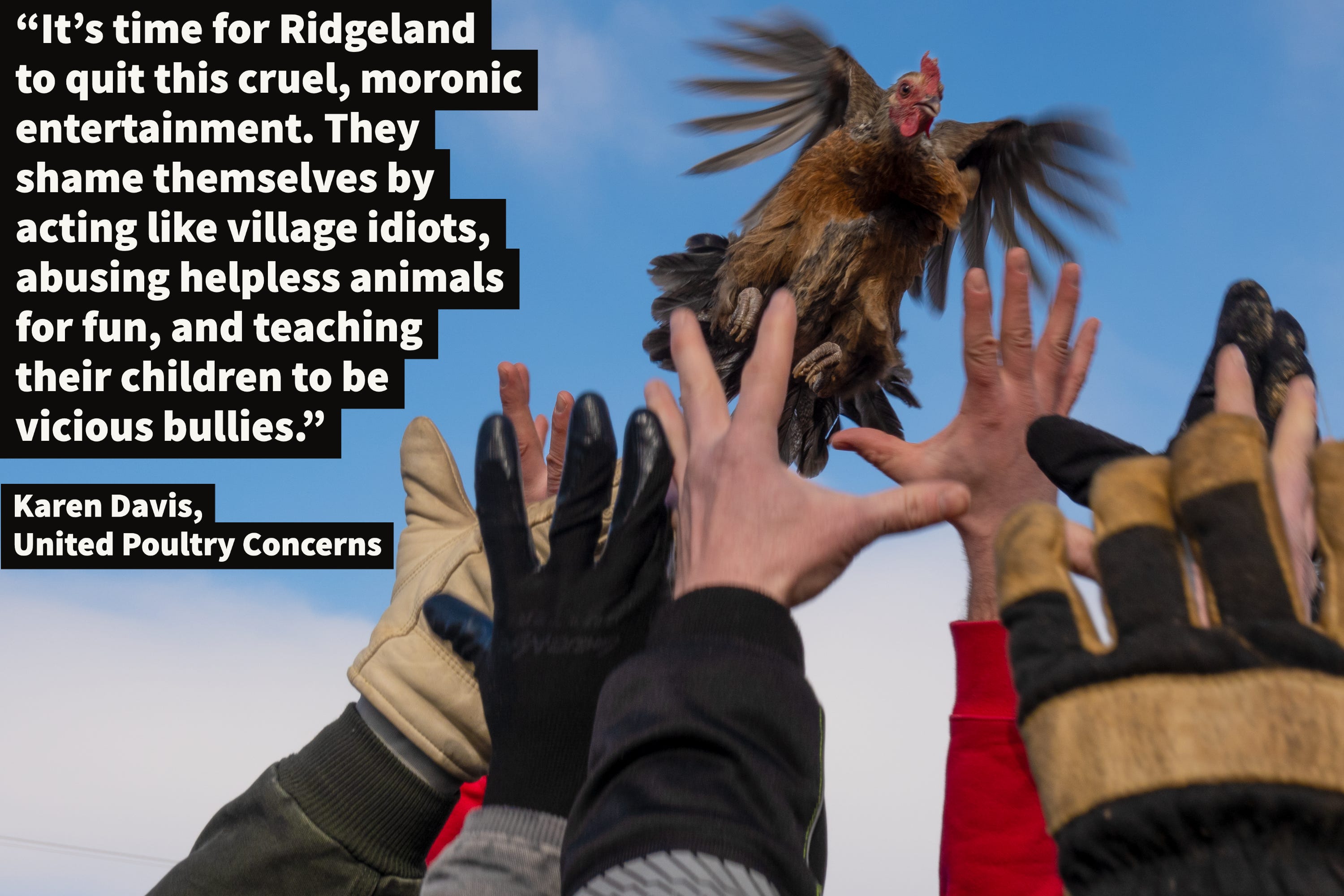 It's time for Ridgeland to quit this cruel, moronic entertainment. 
    They shame themselves by acting like village idiots, abusing helpless animals
    for fun, and teaching their children to be vicious bullies?
    Karen Davis, United Poultry Concerns