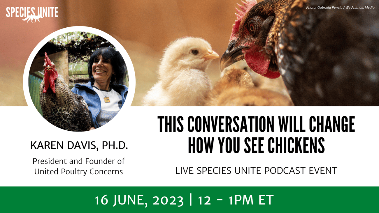 poster with photo of Karen Davis and the following: This conversation will change how you see chickens