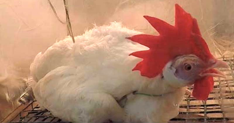 chicken dying by heat exposure for research