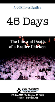 45 Days: The Life and Death of a Broiler Chicken