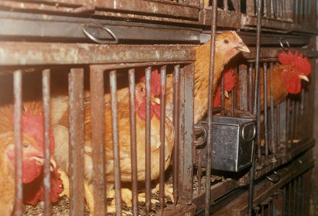 Inside a Live Poultry Market