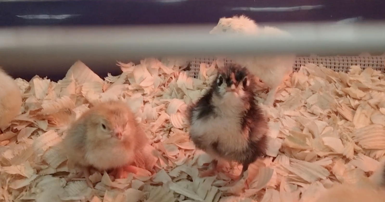 Chicks in a cage with no hen