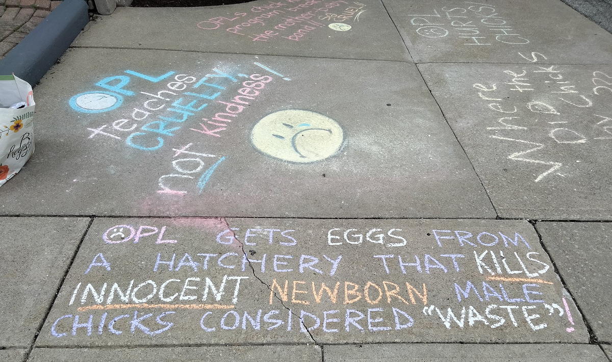 Chaulk drawing on sidewalk: OPL gets eggs from a hatchery that kills innocent newborn male chicks considered 'waste'