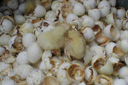 Baby Chicks on Shells