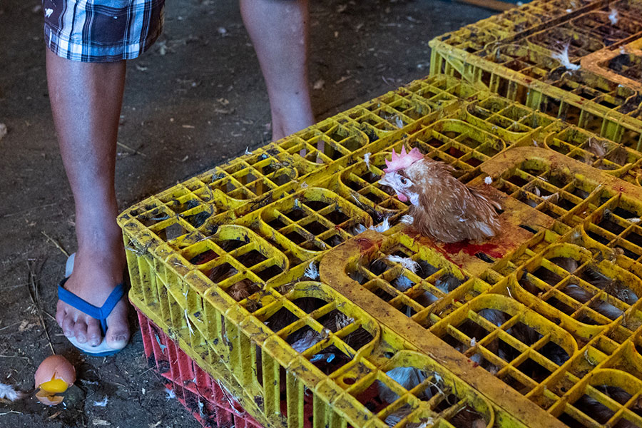 Hen poking head out of blood stained crate