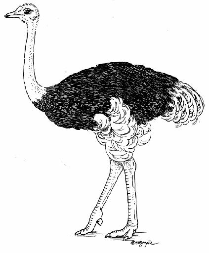 Ostrich illustration by Jazelle Lieske