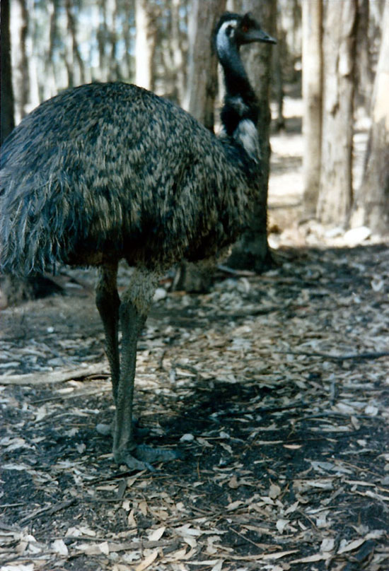 Emu; photo Frank Branchini; click to enlarge