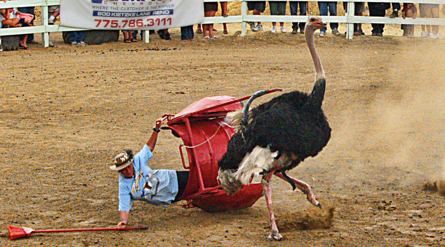 Ostrich Raciing Stop Ostrich Races - 26 January 2017 - UPC