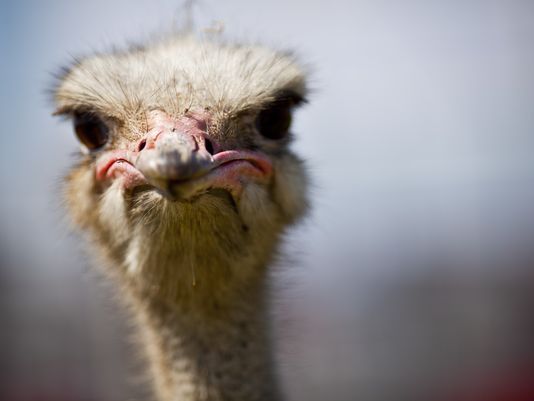 Ostrich looking into the camera