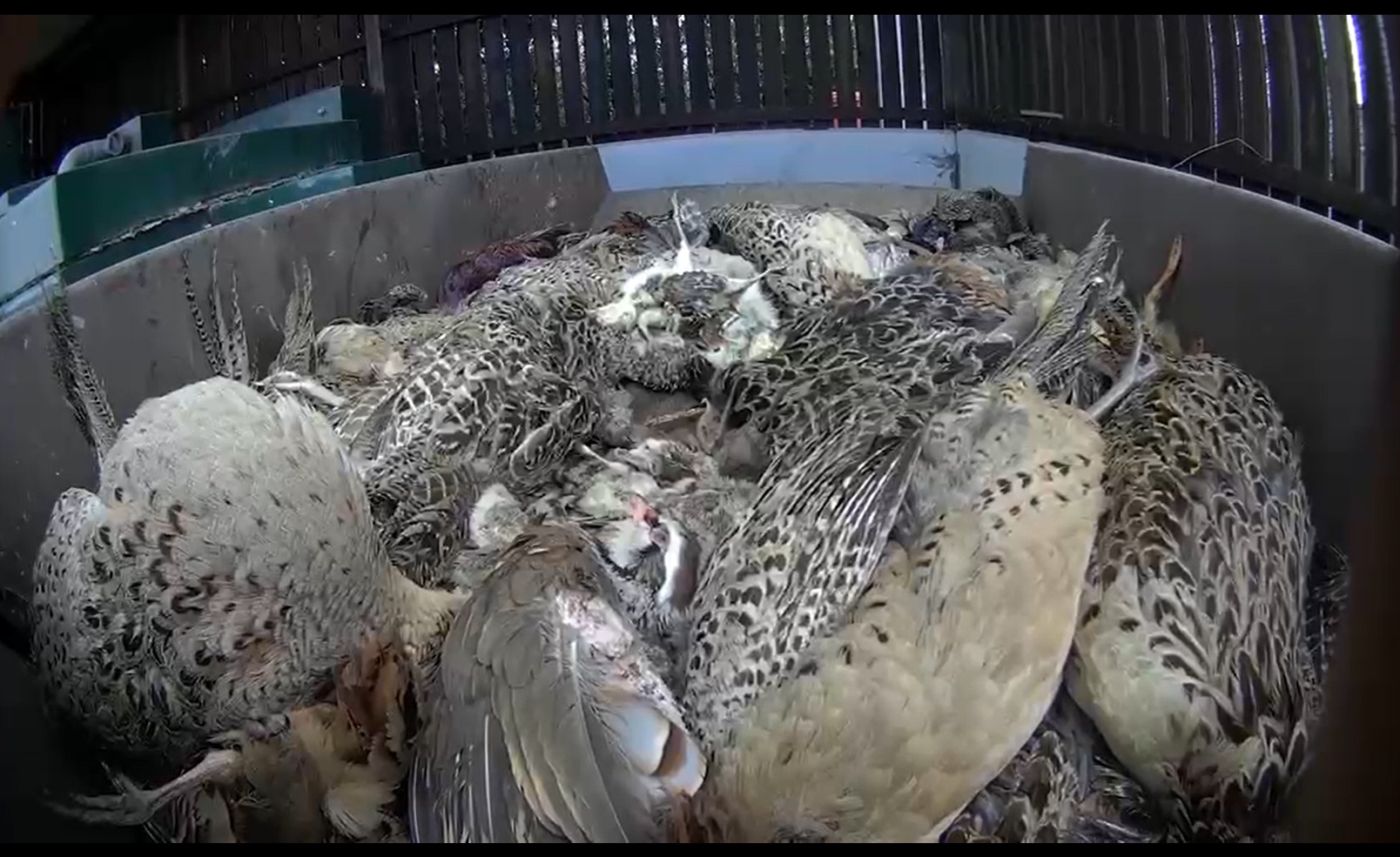 dead pheasants