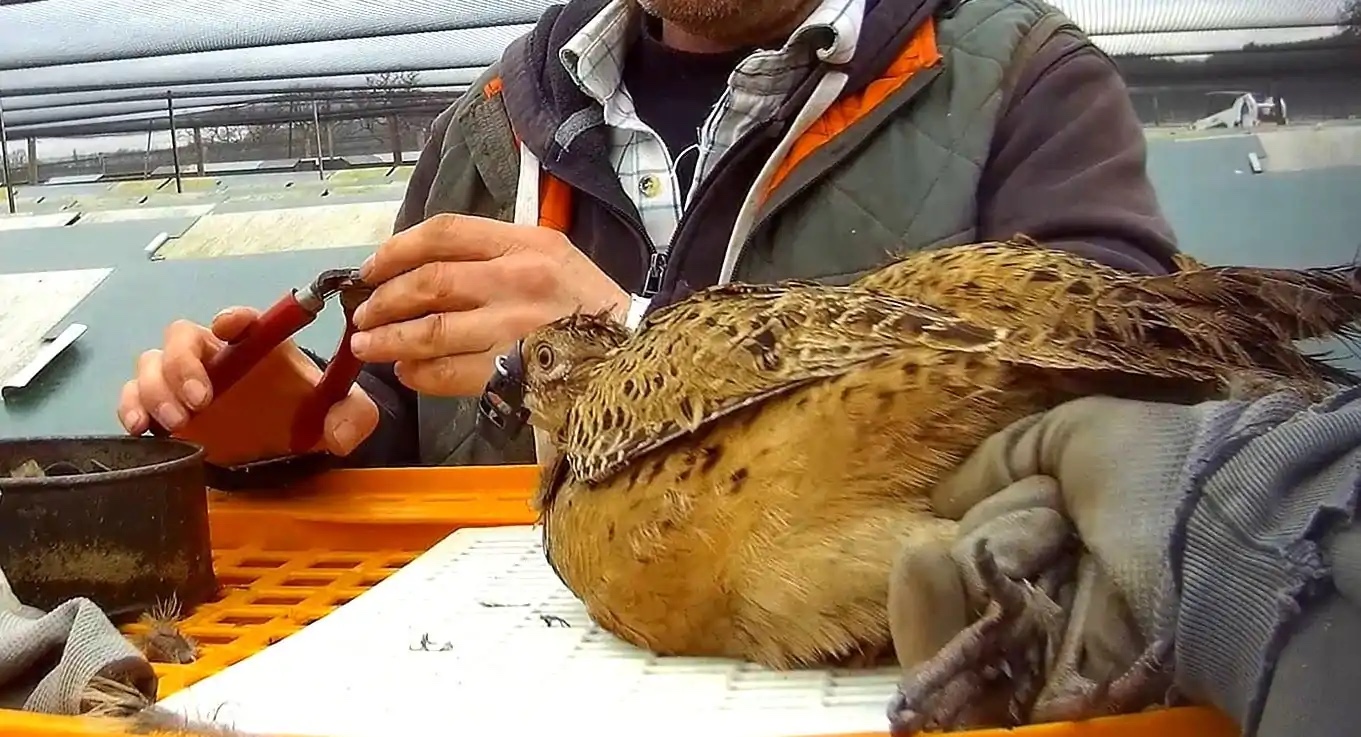 pheasant held by it's legs while fitted for a beak guard'