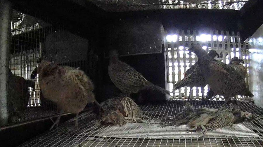 Live and dead pheasants in a cage